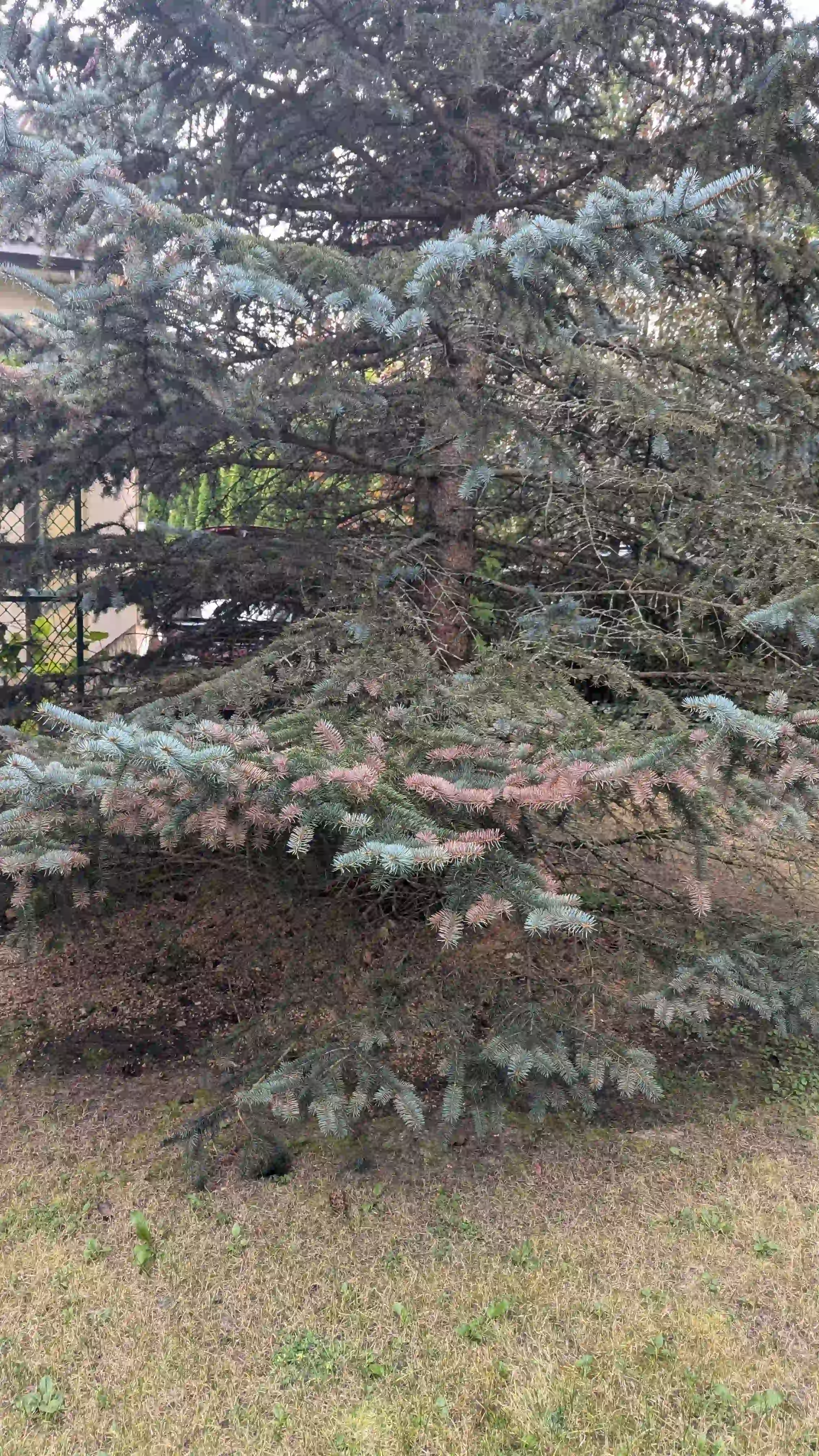 Хроническое шютте в г. Орехово-Зуево